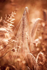 Close up of tall outdoors