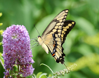 Close-up of butterfly pollinating on purple flower