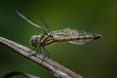 A dragonfly perched on a tree brench with isolate background.