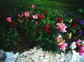 Flowers growing on plant