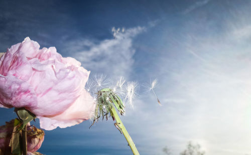 Close-up of pink flowers