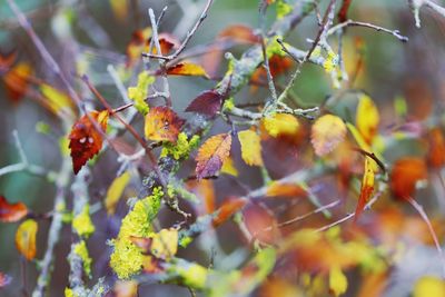 Close-up of berries growing on tree