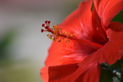 Close-up of red flower against blurred background