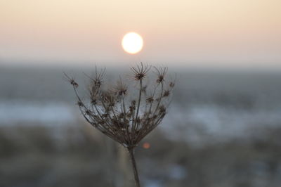 Close-up of plant against sky during sunset