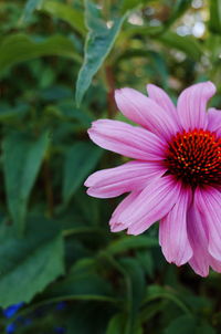 Close-up of pink flower