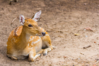 Deer looking away while relaxing on land
