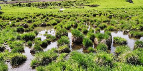 Plants growing on land