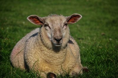 Portrait of sheep resting on grass
