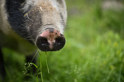 Close-up of cow on grass