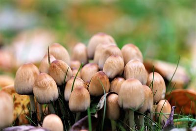 Close-up of mushrooms growing on field