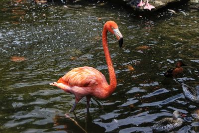 View of duck in lake