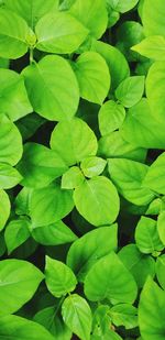 Full frame shot of leaves