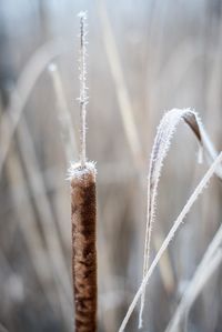 Close-up of frozen spider web