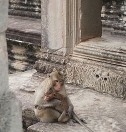 Lion sitting on staircase