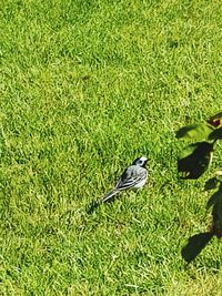 High angle view of bird perching on grass