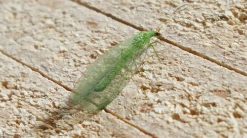 High angle view of insect on wall