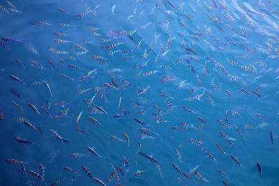 Fish swimming in sea