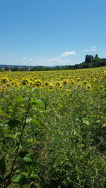 Scenic view of field against clear sky