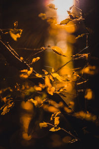 Close-up of flowering plants on field against sky during sunset