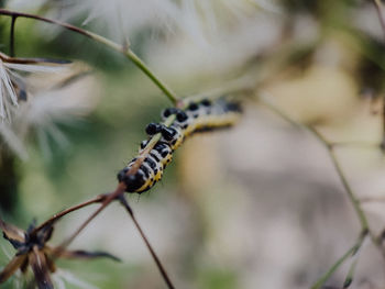 Close-up of insect