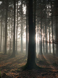 Trees in forest