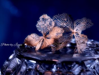 Close-up of illuminated flower at night