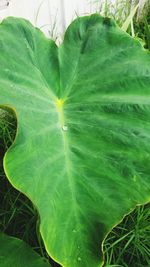 Close-up of green leaves on plant