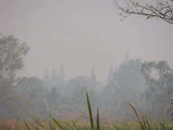 Trees in foggy weather