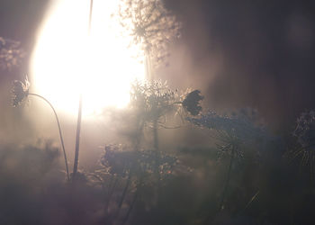 Close-up of plants against sky during sunset