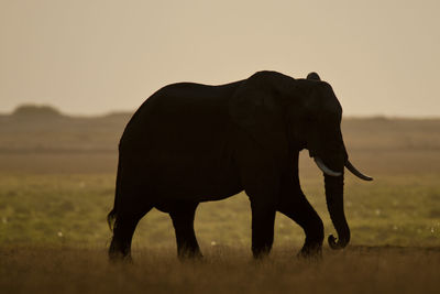 Side view of elephant walking on field during sunset