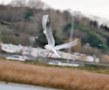 Close-up of bird flying