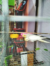 Close-up of parrot in cage