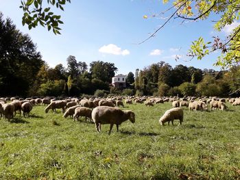 Sheep grazing in a field
