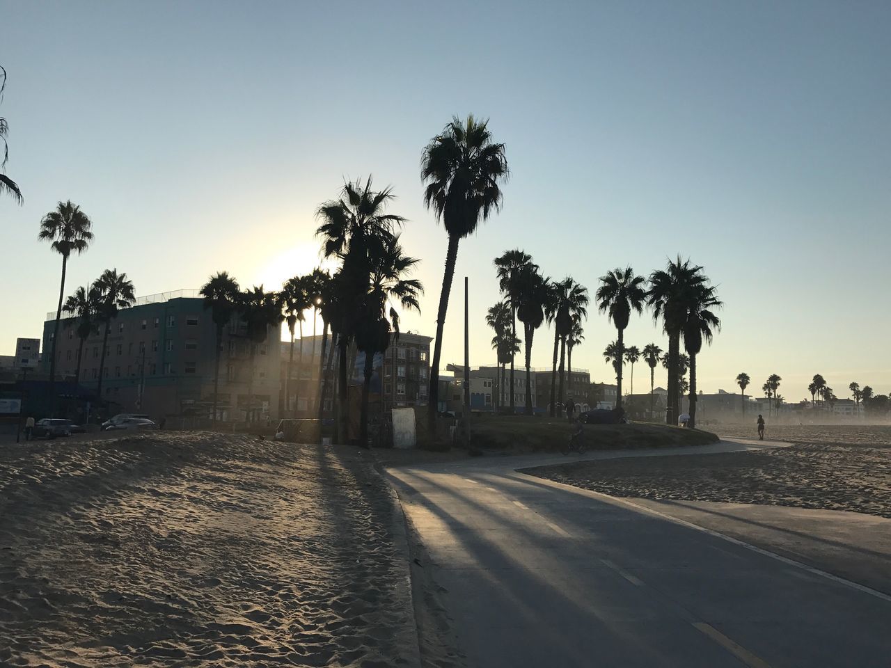 VIEW OF PALM TREES AGAINST CLEAR SKY