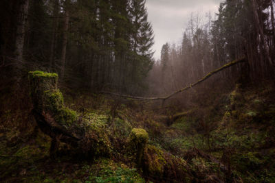 Scenic view of forest against sky