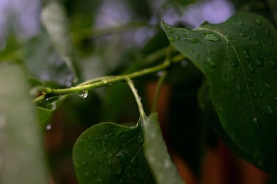 Close-up of wet plant leaves during rainy season