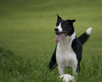 Close-up of dog sitting on field