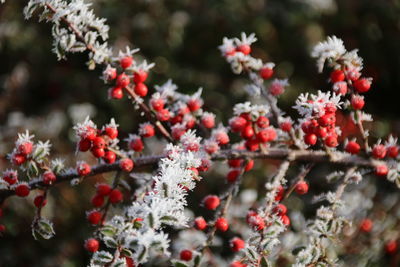 Close-up of red berries on plant during winter