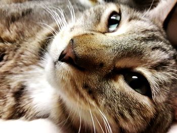 Close-up portrait of cat