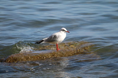 Seagull perching on a sea