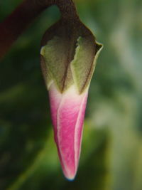 Close-up of pink flower