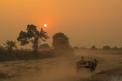 Man riding ox cart on field against clear sky at sunset