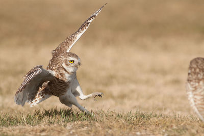 Bird flying in a field