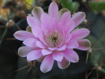 Close-up of pink flower