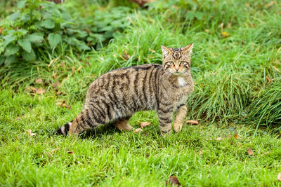 Portrait of tiger sitting on grass