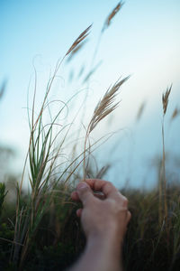 Close-up of person hand on field against sky