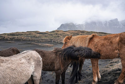 Horses standing by black sand beach against mountain during foggy weather