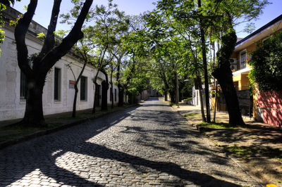 Footpath amidst trees in park