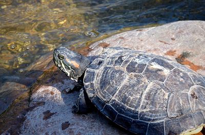 High angle view of turtle on rock in lake