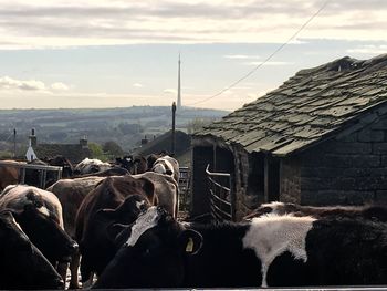Cows on farm against sky